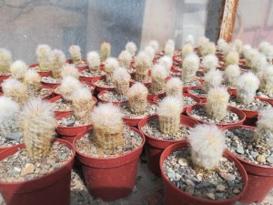 espostoa cactus